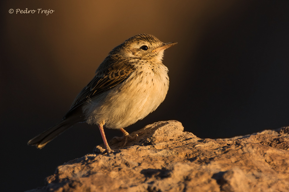 Bisbita caminero (Anthus bethelotii)